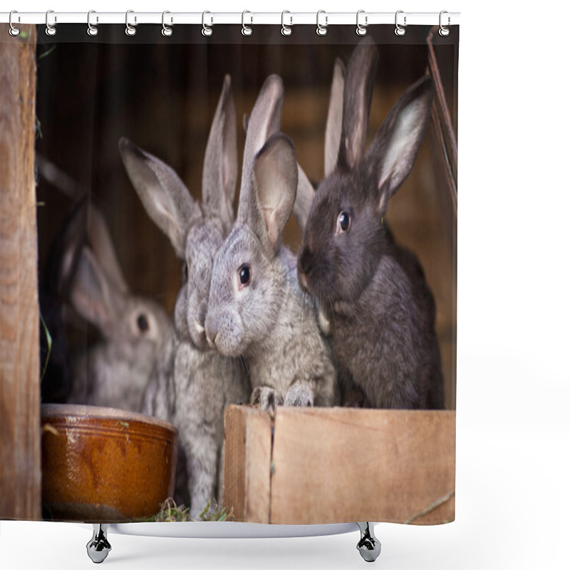 Personality  Young Rabbits Popping Out Of A Hutch Shower Curtains