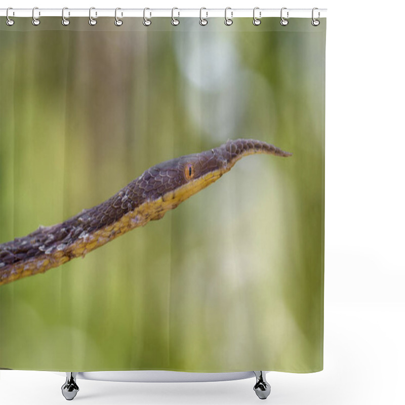 Personality  Malagasy Leaf-nosed Snake - Langaha Madagascariensis, Madagascar Tropical Forest. Camouflage. Endemic Snake. Shower Curtains