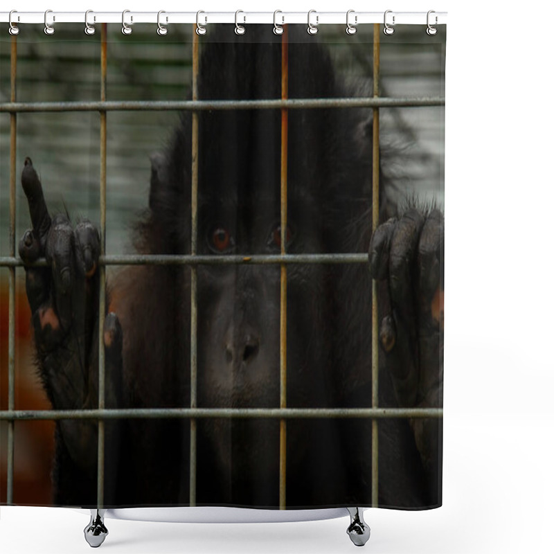 Personality  Close Up Image Of A Chimpanzee Kept In A Small Metal Cage. The Monkey Is Very Sad As It Grabs The Fence. Photo Highlights The Unfortunate Lives Of Captive Animals. Shower Curtains