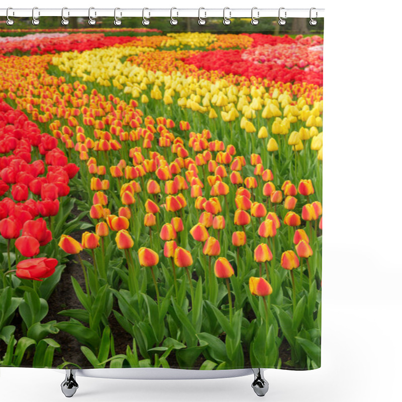 Personality  Rows Of Tulip Flowers Shower Curtains