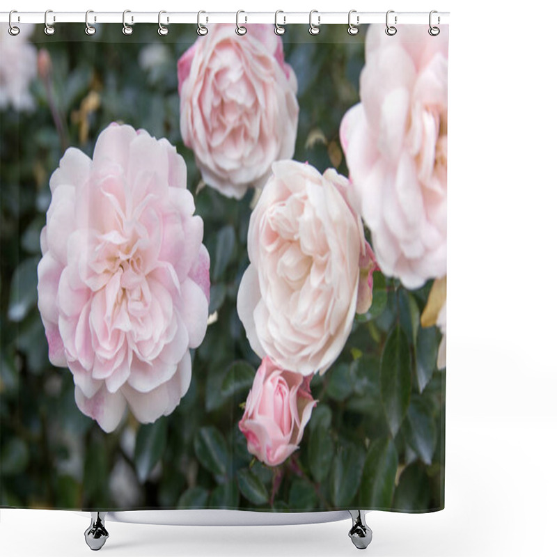 Personality  White Rose Flower In The Garden Shower Curtains