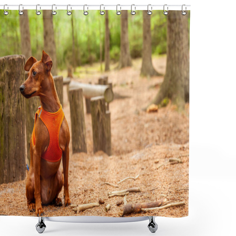 Personality  Miniature Pinscher Sitting In The Forest Wearing Its Vest Shower Curtains