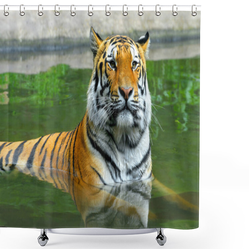 Personality  Siberian Tiger In Water Shower Curtains