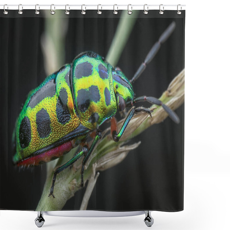 Personality  Close Up Shot Of A Jewel Beetle Shower Curtains