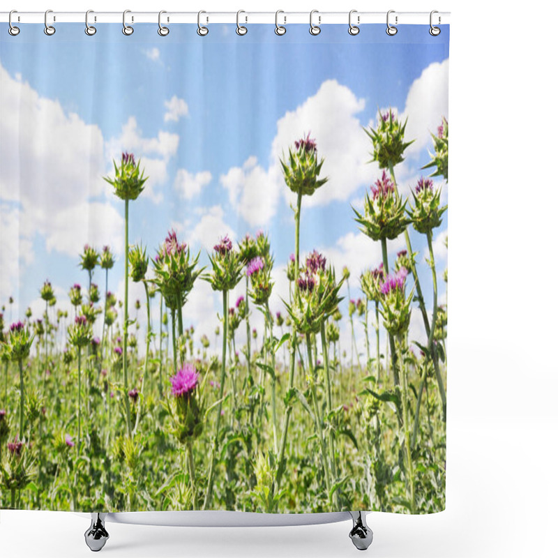 Personality  Silybum Marianum (Milk Thistle) Shower Curtains