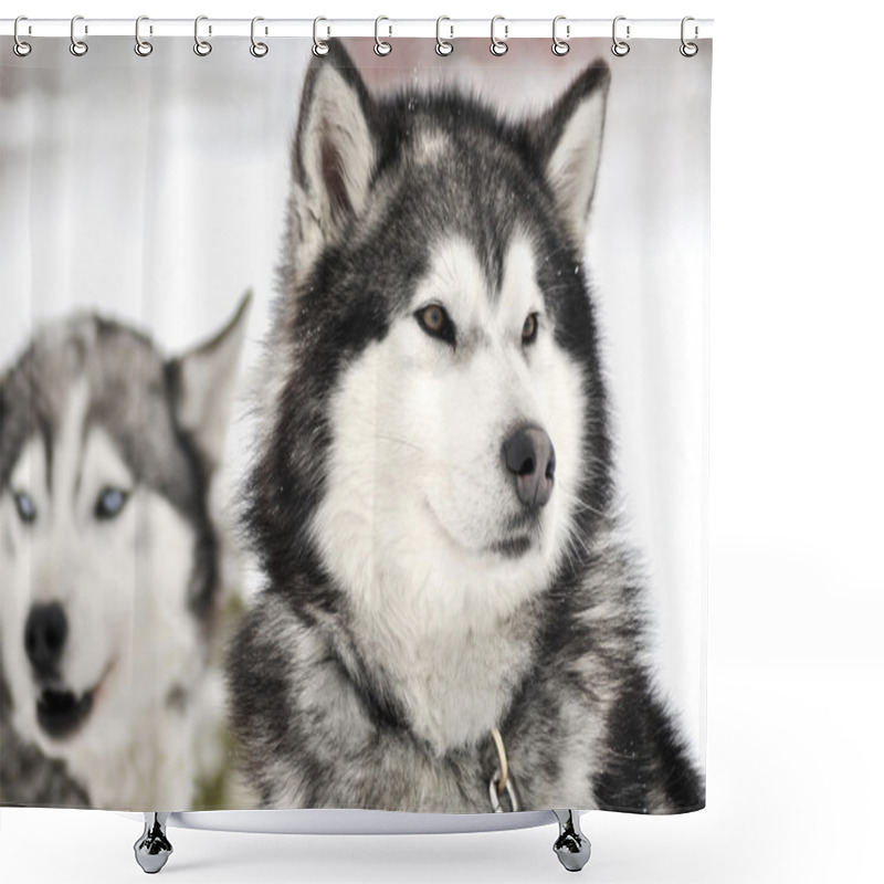 Personality  Husky Portrait Shower Curtains