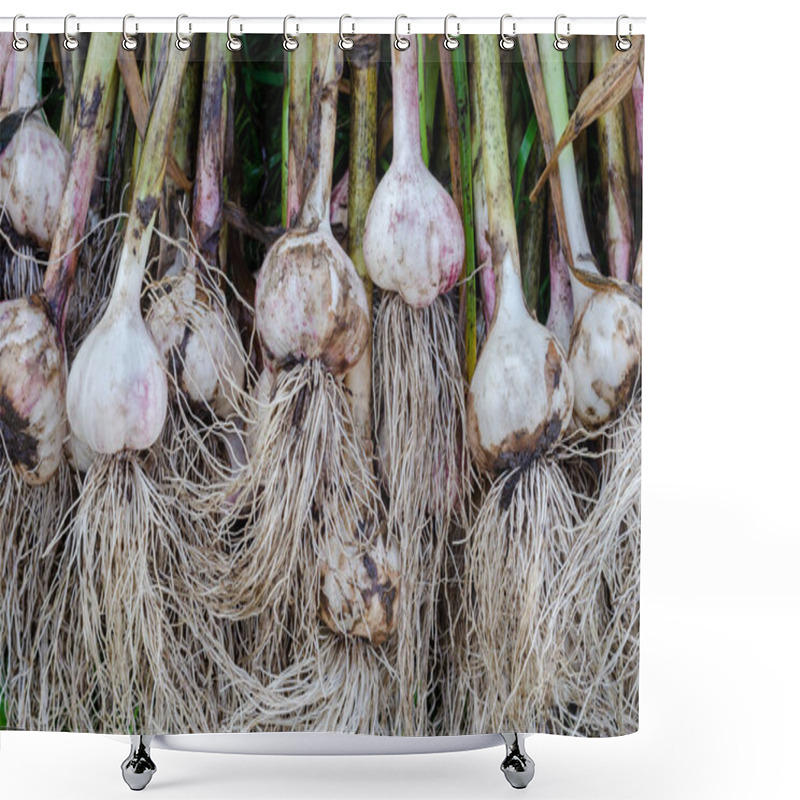 Personality  Garlic A Lot Of Head Number Shower Curtains