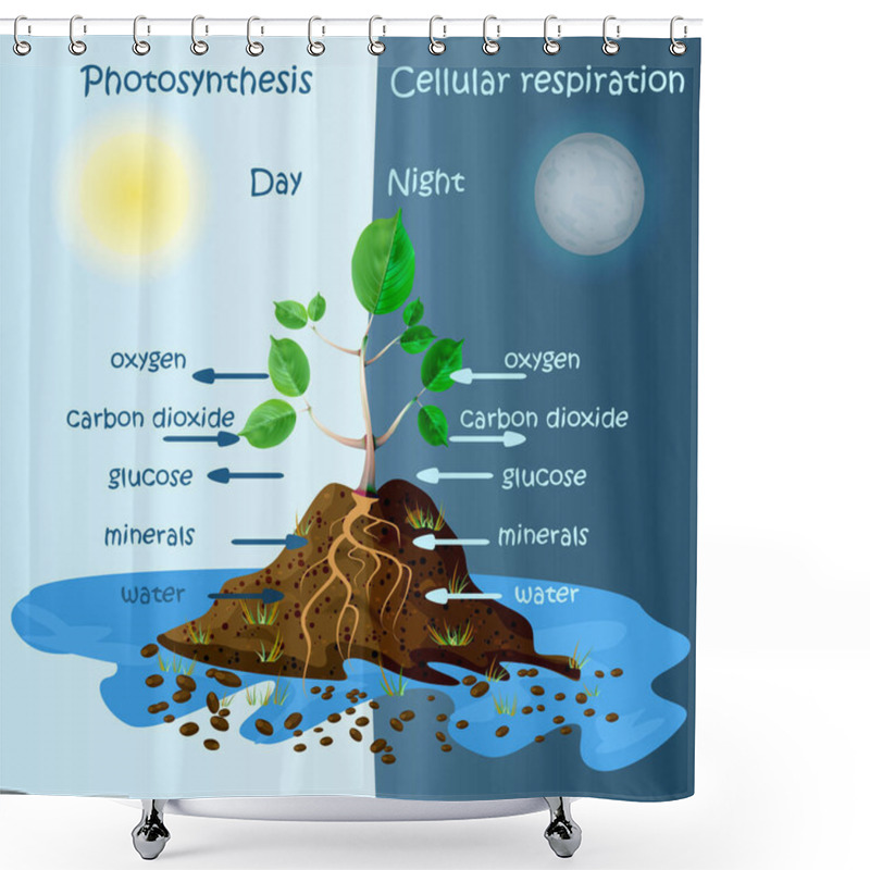 Personality  Diagram Of Plant Photosynthesis. Photosynthesis Explanation Science. Photosynthesis Process Poster With Plant, Text And Arrows. Tree Produce Oxygen. Education Chart Of Biology. Stock Vector Illustration Shower Curtains