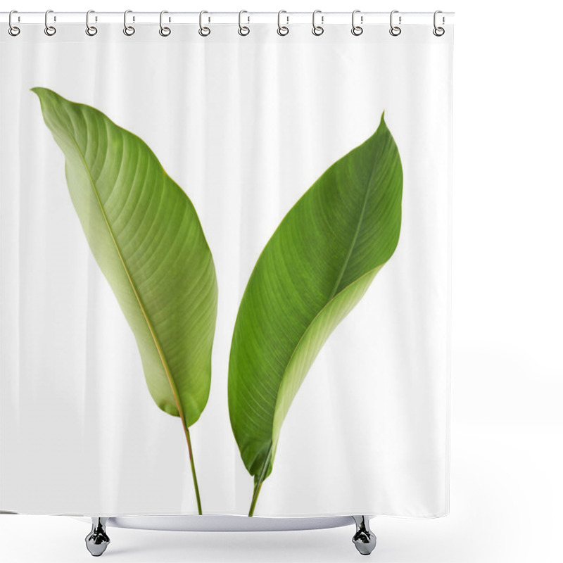 Personality  Strelitzia Reginae, Heliconia, Tropical Leaf, Bird Of Paradise Foliage Isolated On White Background, With Clipping Path  Shower Curtains