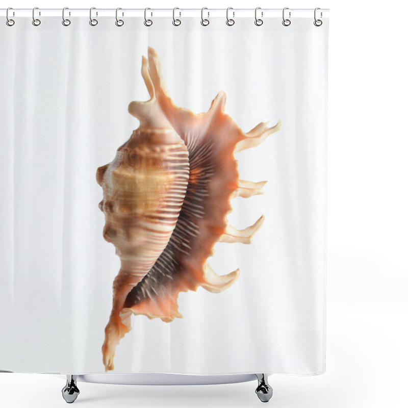 Personality  Seashell Isolated On White Background Shower Curtains