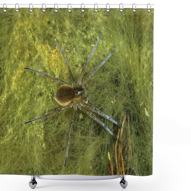 Personality  Great Raft Spider (Dolomedes Plantarius) On Surface Of Pond Filled With Matted Algae Shower Curtains