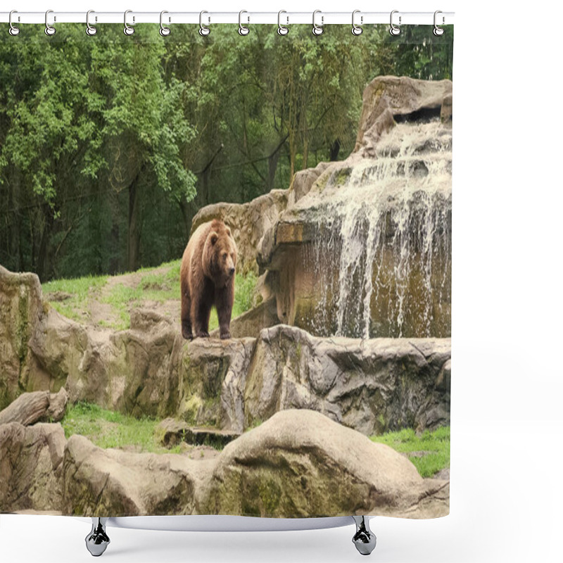 Personality  Cute Big Bear Stony Landscape Nature Background. Zoo Concept. Animal Wild Life. Adult Brown Bear In Natural Environment. Animal Rights. Friendly Brown Bear Walking In Zoo Shower Curtains