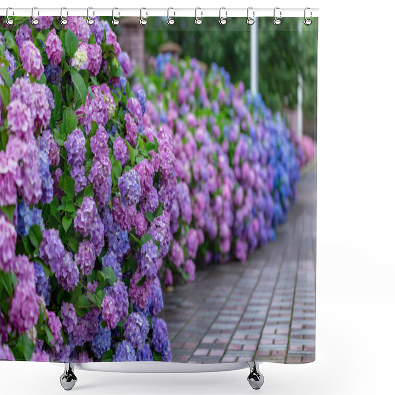 Personality  Hydrangea Flower (Hydrangea Macrophylla) In A Garden. Landscaping Using Hydrangea Macrophylla Bushes. Flowering Bush Of Blue And Red Colored Hydrangea Close-up. The Concept Of Landscaping. Shower Curtains