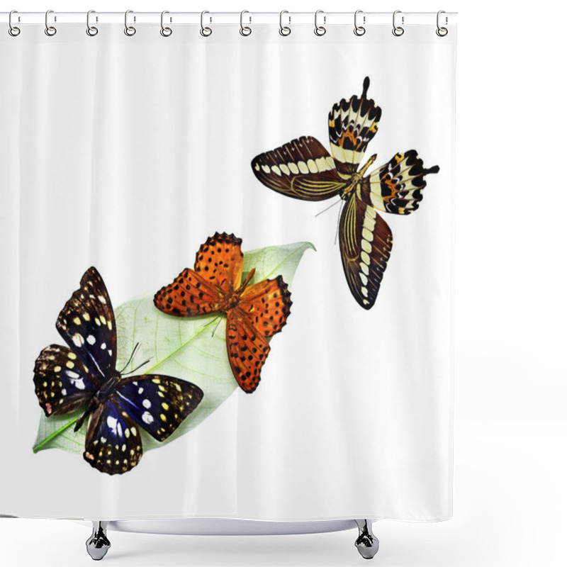 Personality  Butterflies Shower Curtains