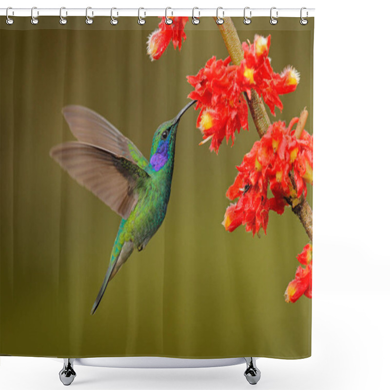 Personality  Hummingbird With Red Flowers In Forest Habitat. Green Violet-ear, Colibri Thalassinus, Flying In The Nature Tropical Wood Habitat, Tapanti NP, Costa Rica. Wildlife Scene From Jungle. Shower Curtains