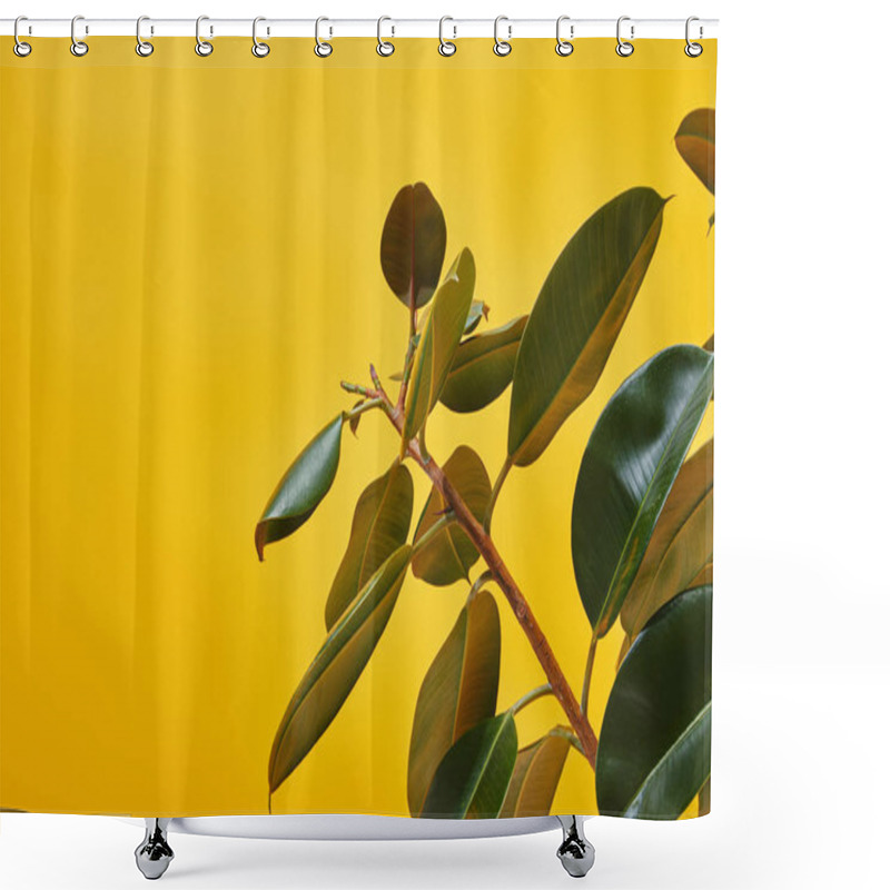 Personality  Close Up Of Ficus Big Green Leaves Isolated On Yellow Shower Curtains