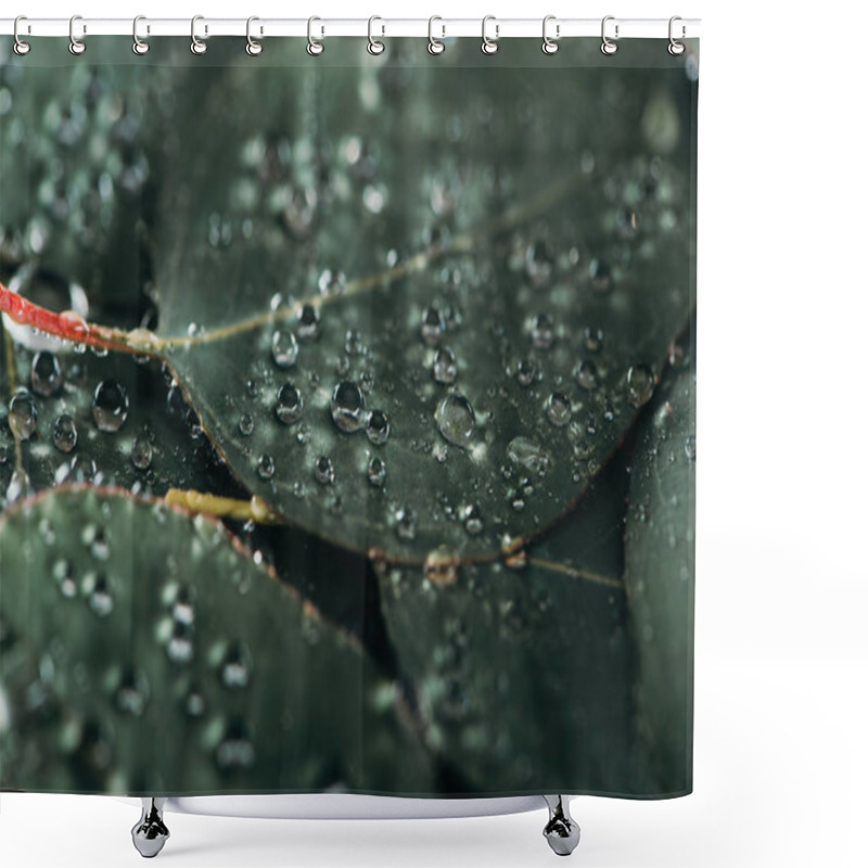 Personality  Selective Focus Of Beautiful Green Eucalyptus With Dew Drops Shower Curtains