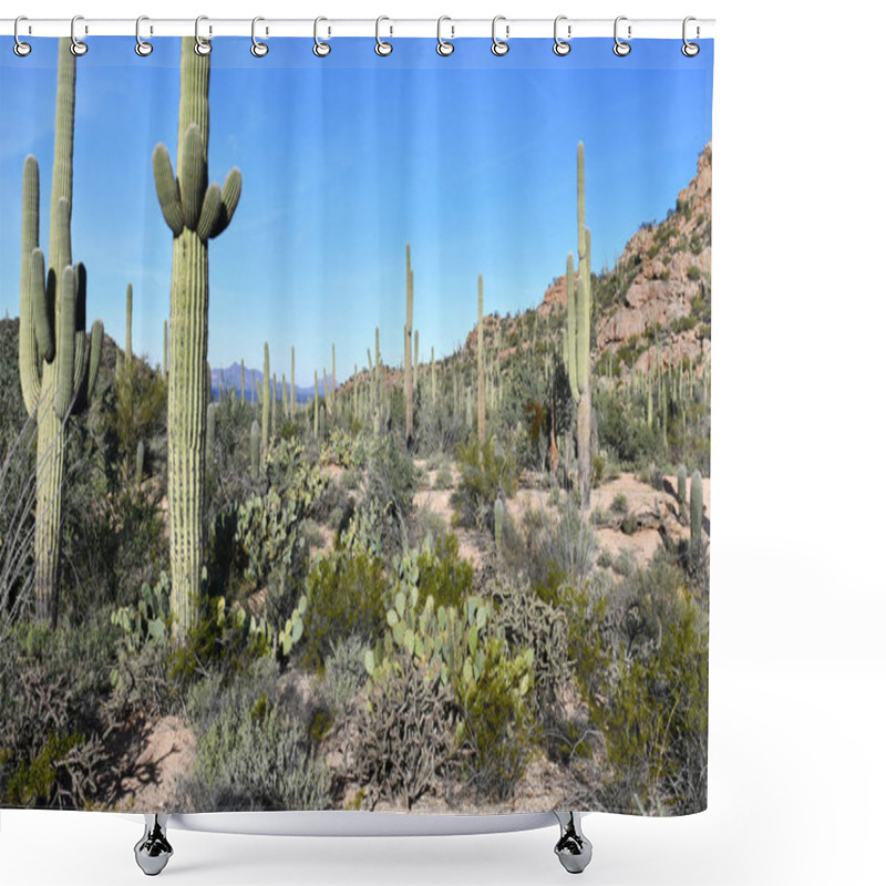 Personality  Saguaro Cactus, Here Growing In The Sonoran Desert Arizona, USA Also Grow In Mexico Shower Curtains