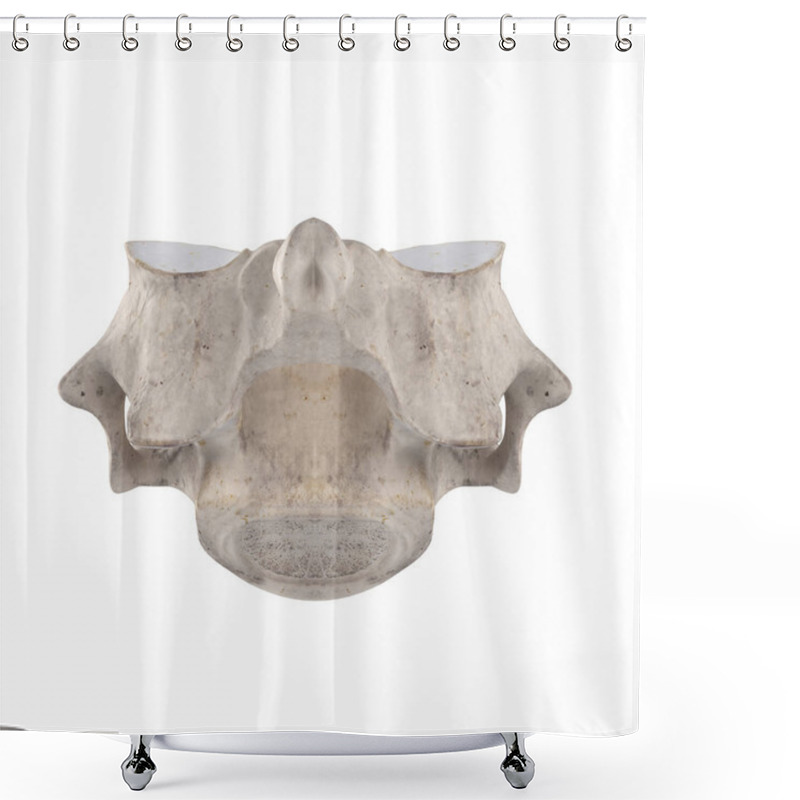 Personality  C6 Cervical Vertebra Isolated On White Posterior View Shower Curtains