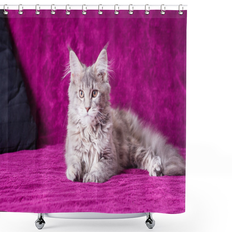 Personality  Young Maine Coon Cat Shower Curtains