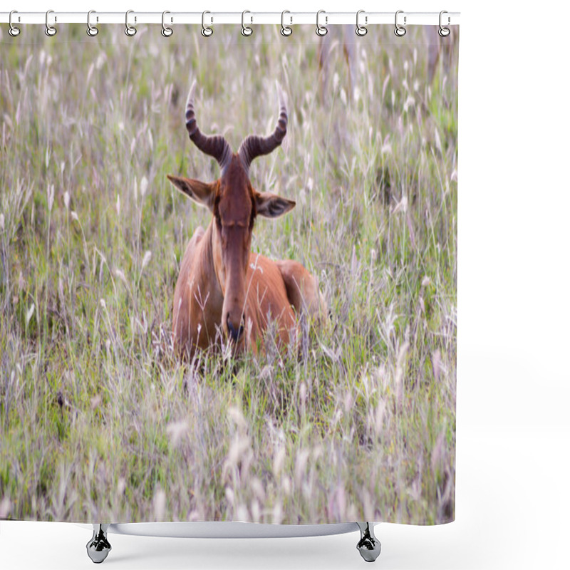 Personality  Hirola In The Savanna Shower Curtains