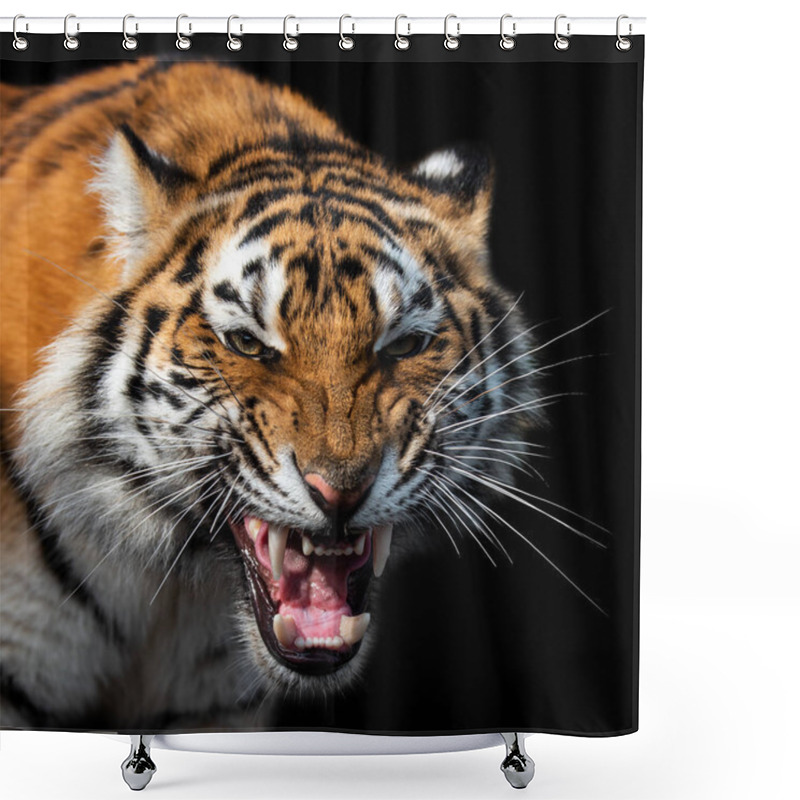 Personality  Angry Tiger Portrait Isolated On Black Background Shower Curtains