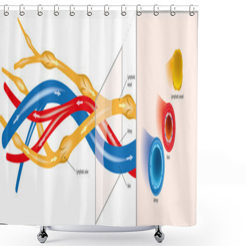 Personality  Arterial-venous-lymphatic Shower Curtains