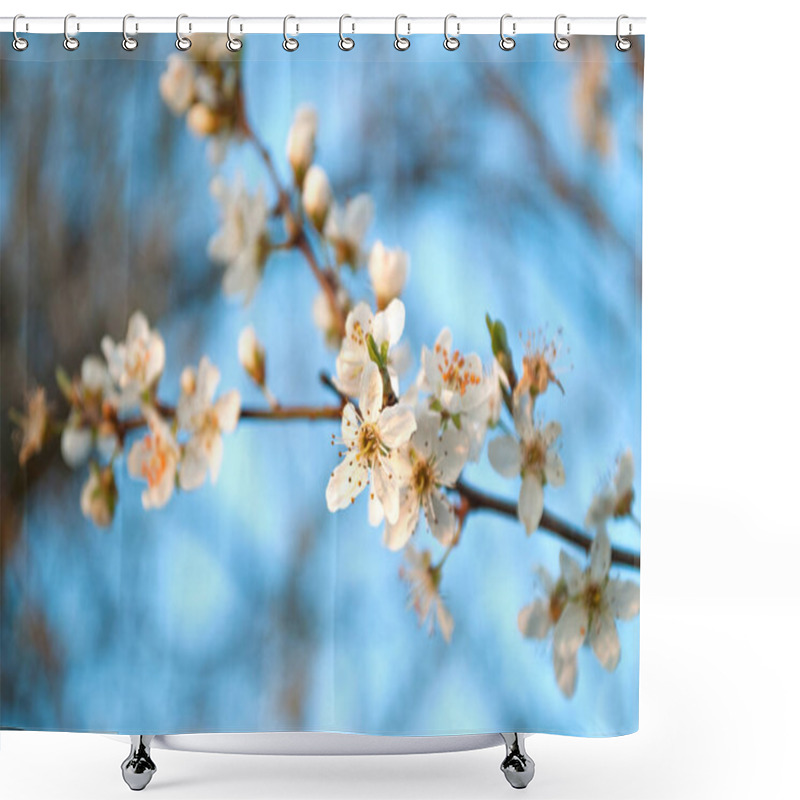 Personality  White Cherry Flowers Blossoms In Spring Day In Nature. Close Up, Selective Focus Shower Curtains