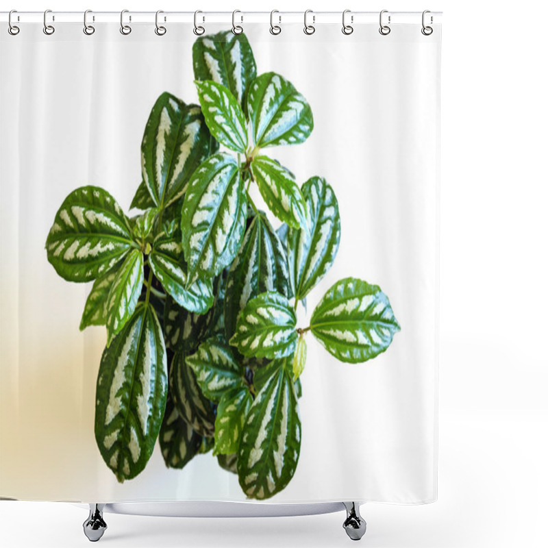 Personality  Pilea Cadierei (aluminum Plant Also Known As Watermelon Pilea) Shower Curtains