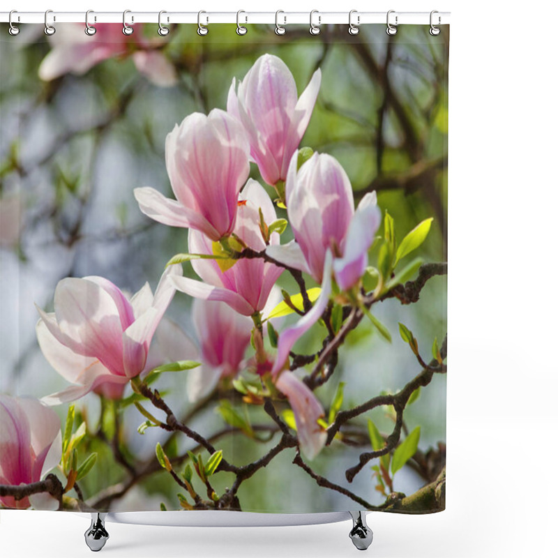 Personality  Closeup Of Magnolia Flower At Blossom  Shower Curtains