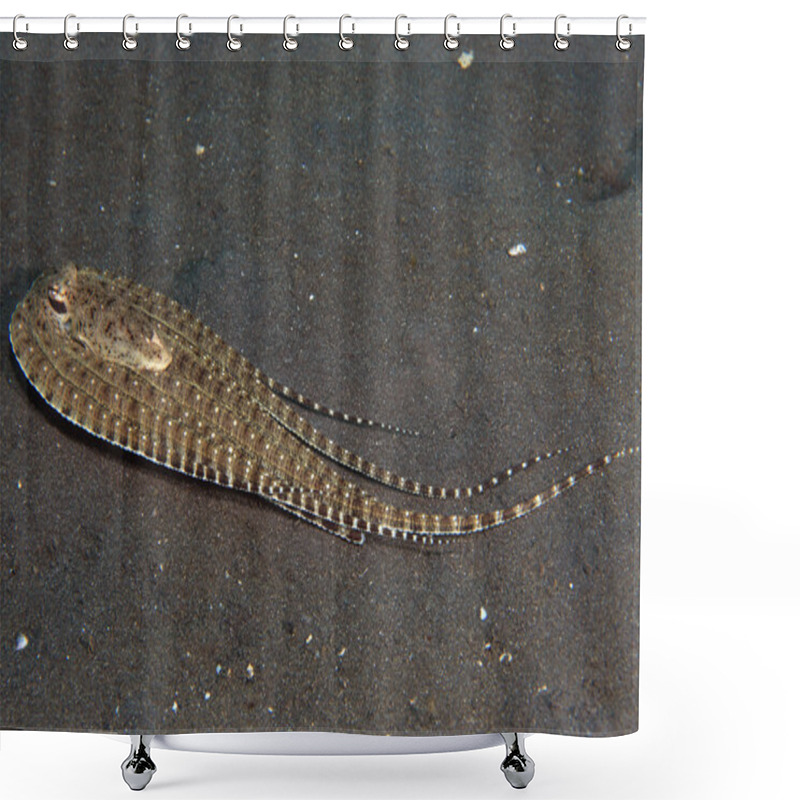 Personality  Mimic Octopus Shower Curtains