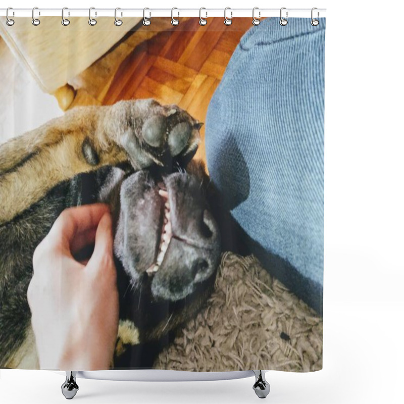 Personality  German Shepherd Dog Young Puppy Playing With Human Hand. Slovakia Shower Curtains