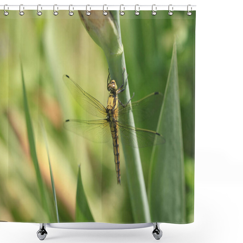 Personality  Dragonfly On Leaf Shower Curtains