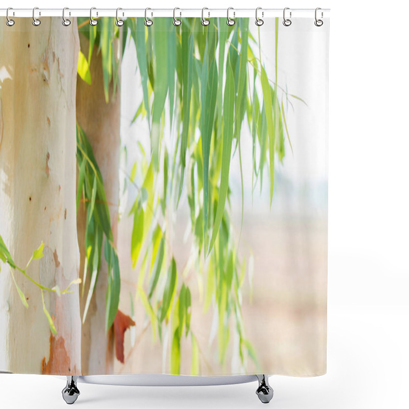 Personality  Eucalyptus Leaves And Trunk Tree Eucalyptus Background Shower Curtains