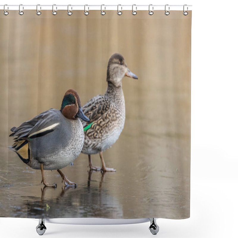 Personality  Beautiful Teal Duck Couple Standing On The Iced Pond Called Jacobiweiher Not Far Away From Frankfurt, Germany At A Cold Day In Winter. Shower Curtains