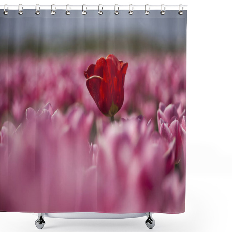 Personality  Fresh Spring Tulips Shower Curtains