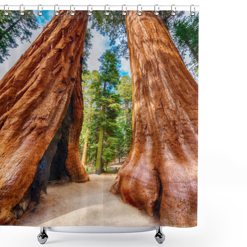 Personality  Giant Sequoia Trees Shower Curtains