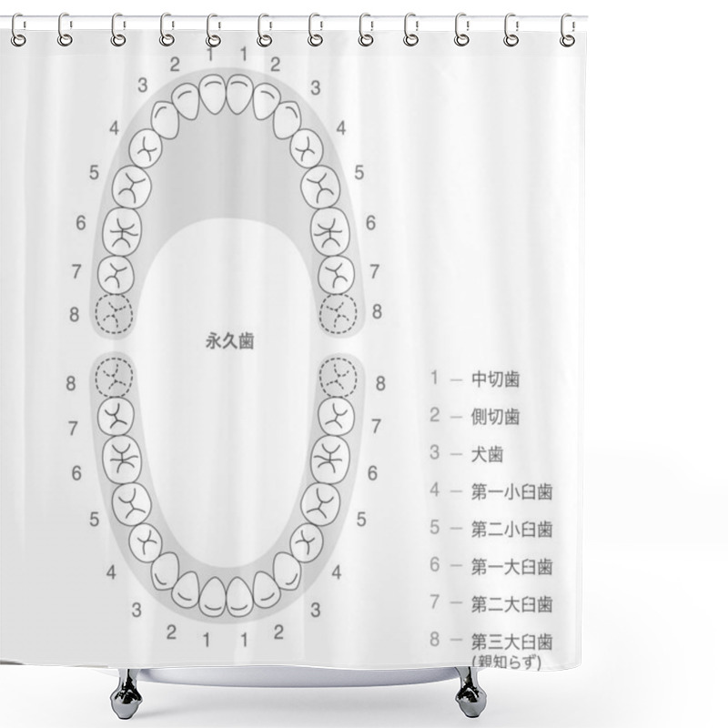 Personality  The Permanent Dentition And Their Names. Shower Curtains