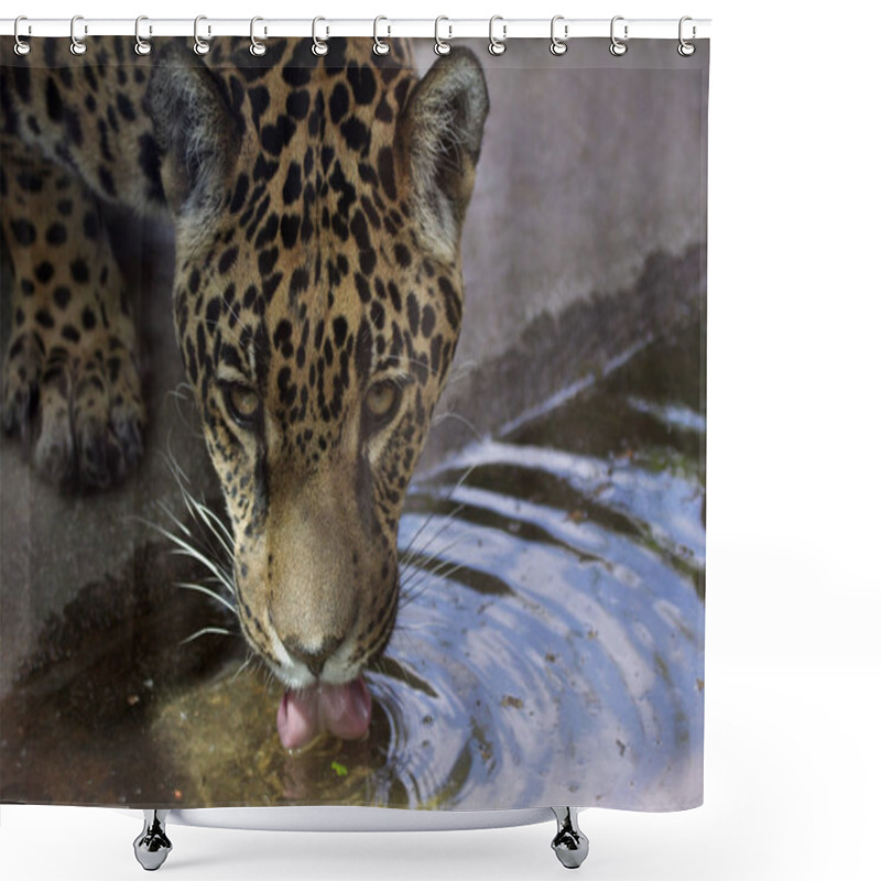 Personality  Jaguar Hunter Big Cat, Wild Animal Shower Curtains