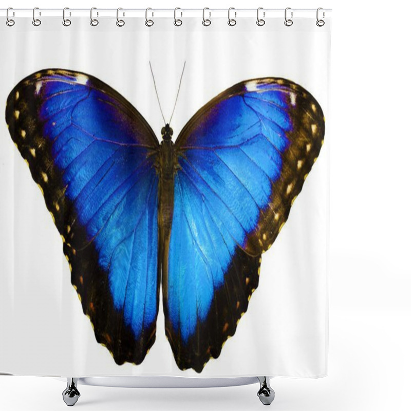 Personality  Blue Morpho Butterfly Isolated On White Background With Spread Wings Shower Curtains