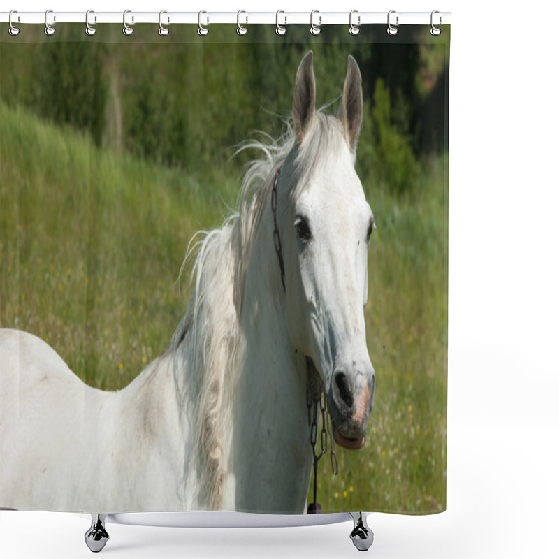 Personality  Horse Grazes On A Green Lawn Shower Curtains