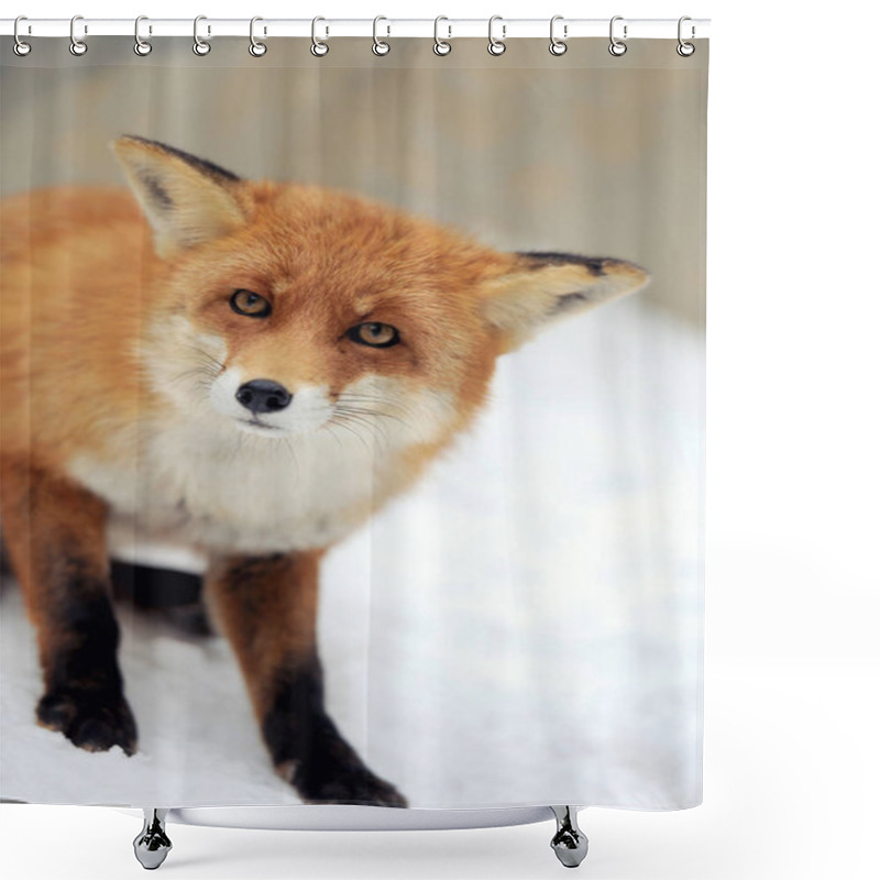 Personality  Red Fox Portrait Shower Curtains