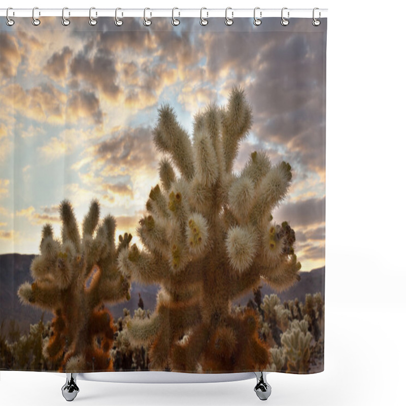 Personality  Cholla Cactus Garden Sunset Mojave Desert Joshua Tree National P Shower Curtains