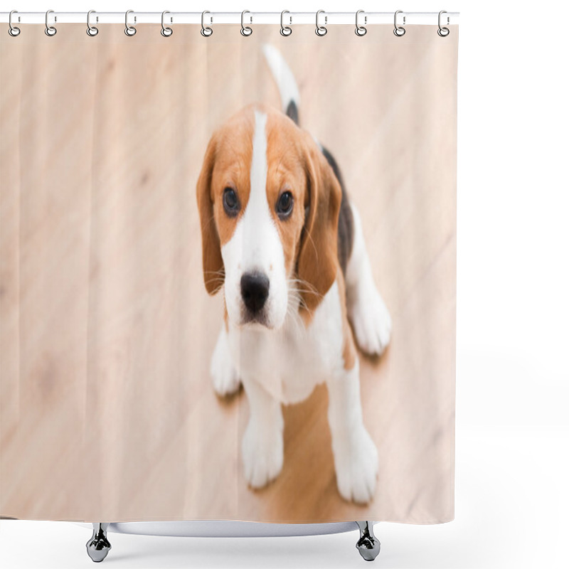 Personality  Sitting Beagle Puppy Shower Curtains