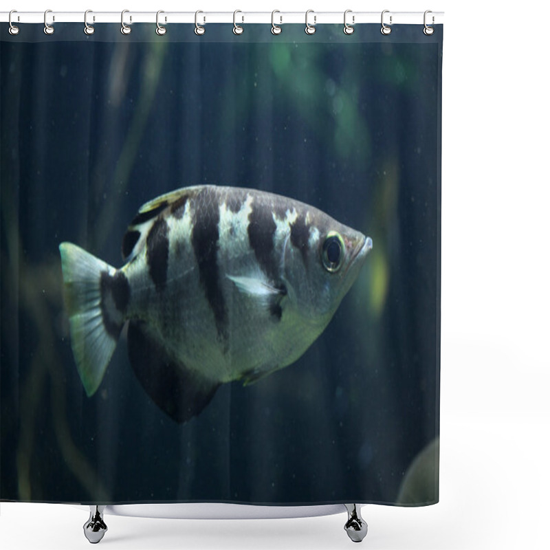 Personality  Banded Archerfish (Toxotes Jaculatrix) Shower Curtains