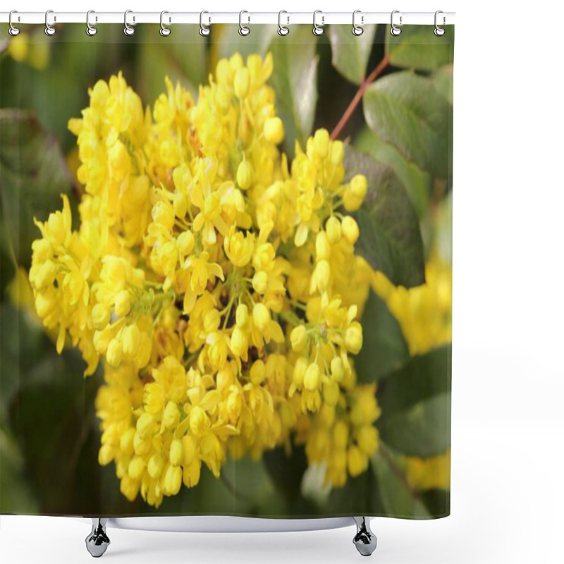 Personality  Oregon Grape. Clusters Of Yellow Flowers Blooming In The Early Spring. Shower Curtains