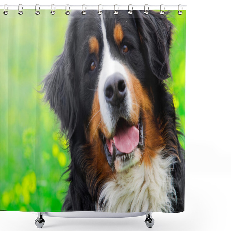 Personality  Bernese Mountain Dog Portrait Shower Curtains