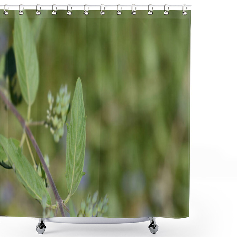 Personality  Bluebeard Leaf - Latin Name - Caryopteris X Clandonensis Shower Curtains