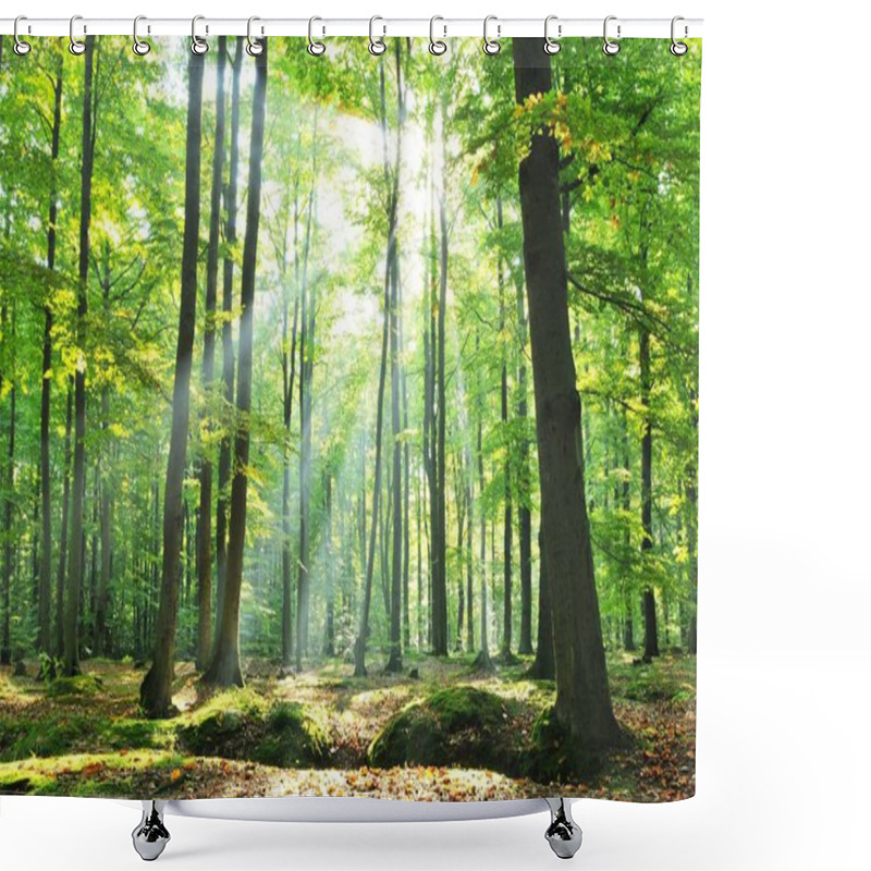 Personality  Autumnal Dawn In Old Beech Forest Poland Shower Curtains