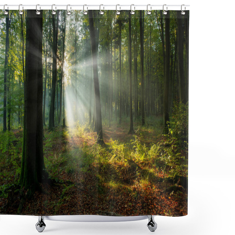 Personality  Beautiful Sunny Morning In The Green Forest Shower Curtains